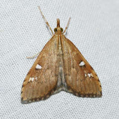 Udea hyalistis