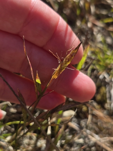 Dichanthelium columbianum observed 2026-09-27