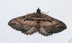 Chrysolarentia plagiocausta