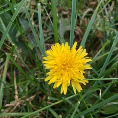 Taraxacum