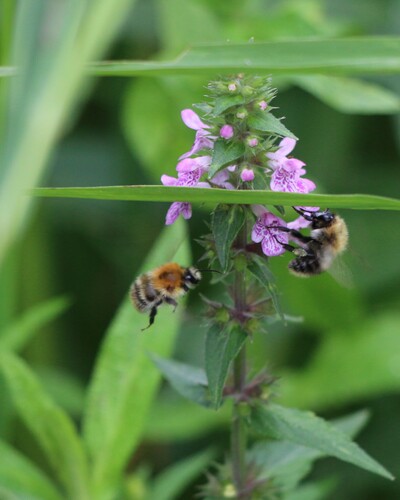 Common Carder Bumble Bee