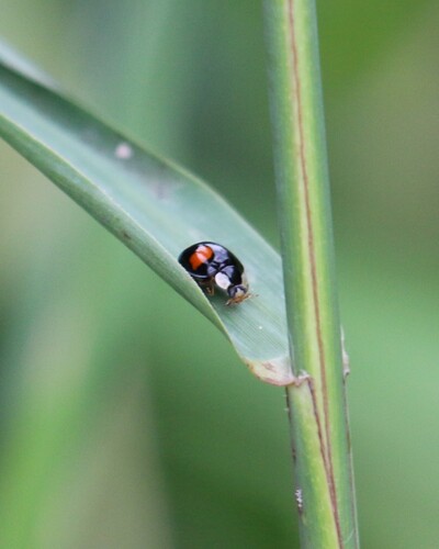 Asian Lady Beetle