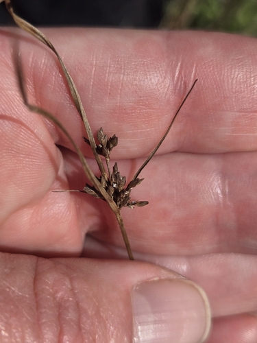 Cyperus houghtonii observed 2026-09-27