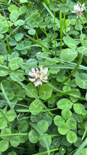 white clover