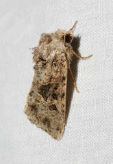 Neumichtis mesophaea