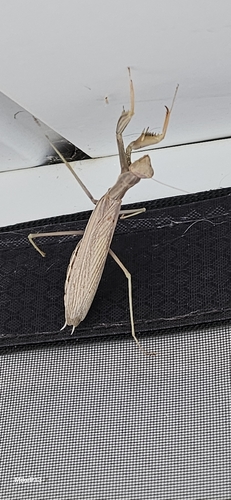 European Mantis