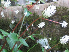 Peperomia resediflora