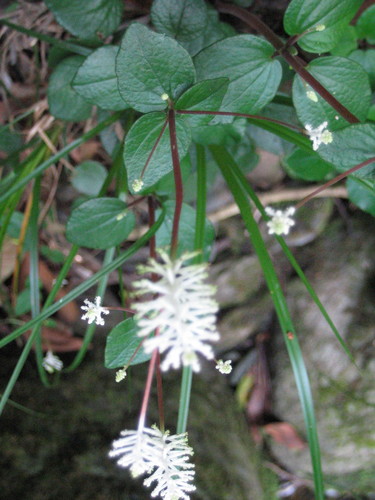 Peperomia fraseri image