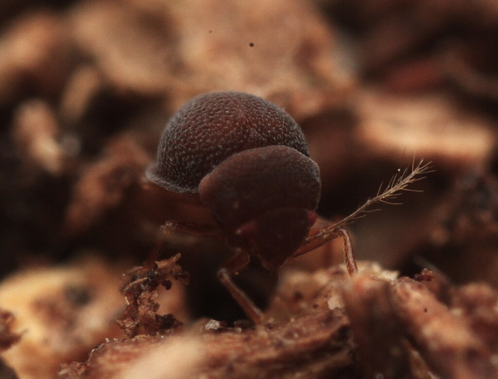 Ptenidiophyes