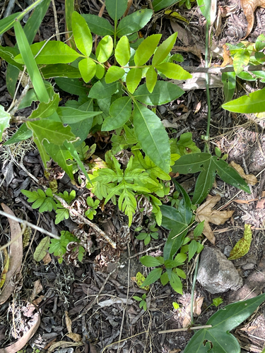 Doryopteris decipiens observed 2026-05-11