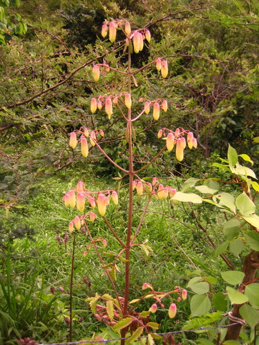 Kalanchoe pinnata image