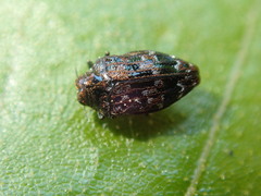 Brachys ovatus