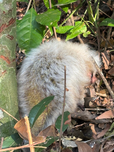 Orange-spined Hairy Dwarf Porcupine