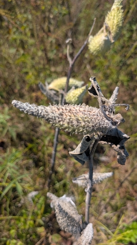 common milkweed