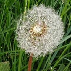 Taraxacum