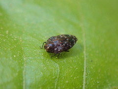 Brachys ovatus