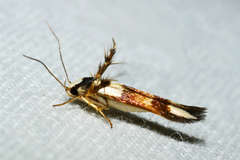 Stathmopoda pantarches