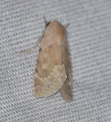 Leucocnemis perfundis