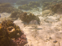 Plectorhinchus gibbosus