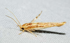 Stathmopoda cephalaea