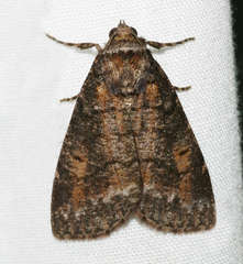 Smyriodes aplectaria