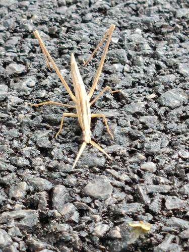 Oriental Longheaded Locust