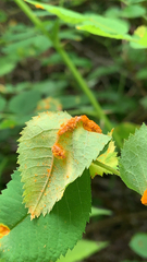 Phragmidium tuberculatum