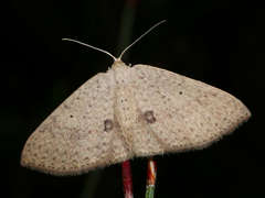 Poecilasthena anthodes