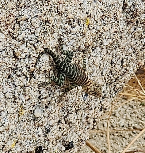 Granite Spiny Lizard