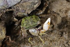 Metopograpsus frontalis