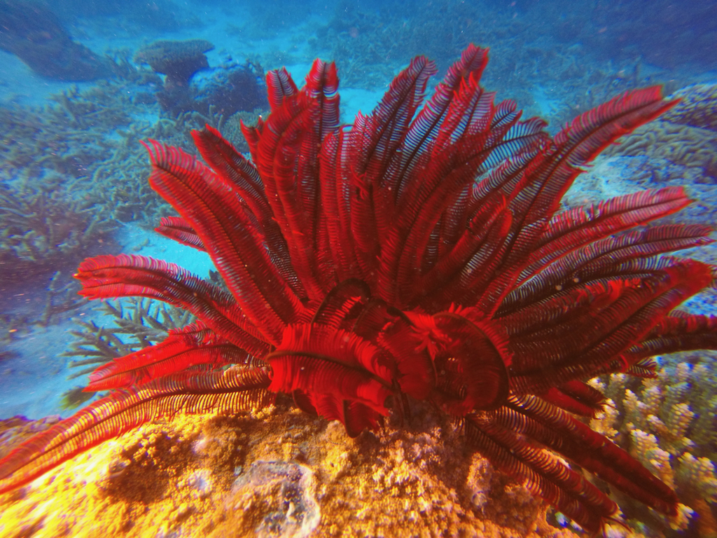 Beautiful Feather Star