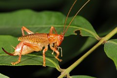 Ocellarnaca furcifera