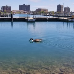 Branta canadensis
