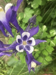 Aquilegia coerulea