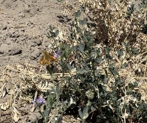 Fiery Skipper