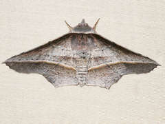 Oenochroma vetustaria