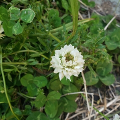 Trifolium repens