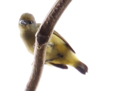 Euphonia affinis