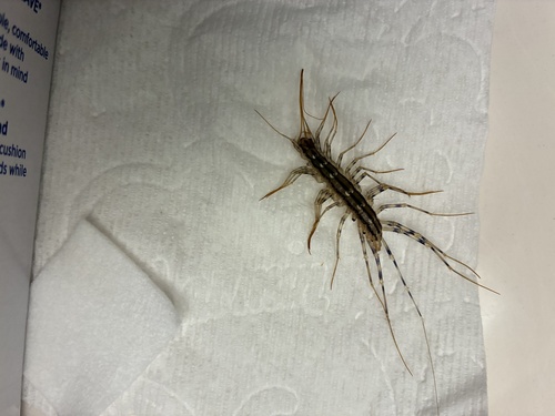 House Centipede