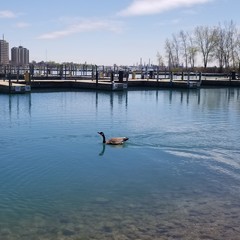 Branta canadensis