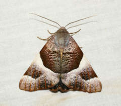 Niceteria macrocosma