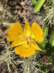 Calochortus weedii weedii