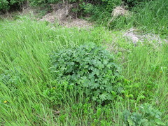Sidalcea hendersonii
