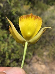 Calochortus weedii weedii