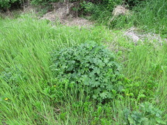 Sidalcea hendersonii