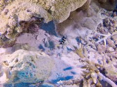 Paraluteres prionurus