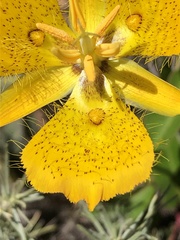 Calochortus weedii weedii