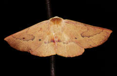 Monoctenia falernaria