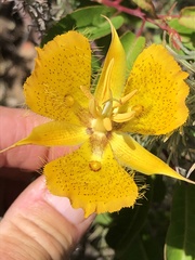 Calochortus weedii weedii