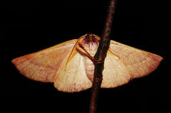 Monoctenia falernaria